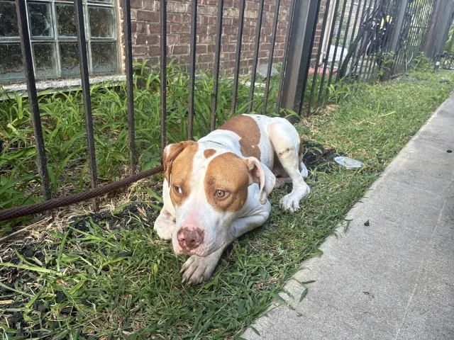 Adoptable Dog