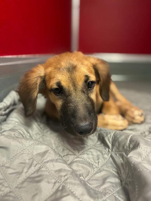 Adoptable Dog