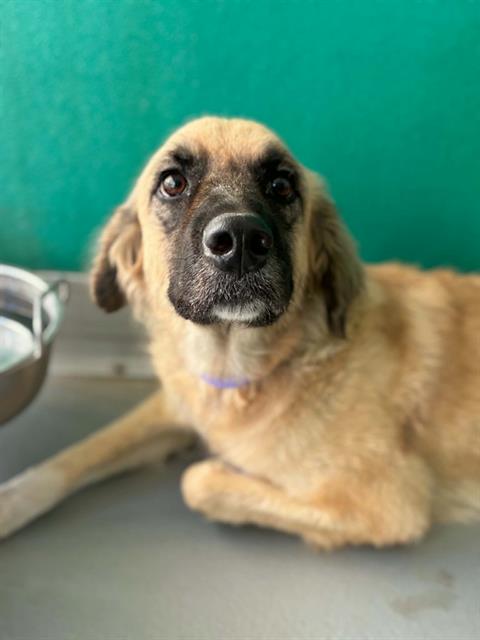Adoptable Dog