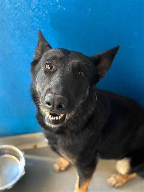 Adoptable Dog