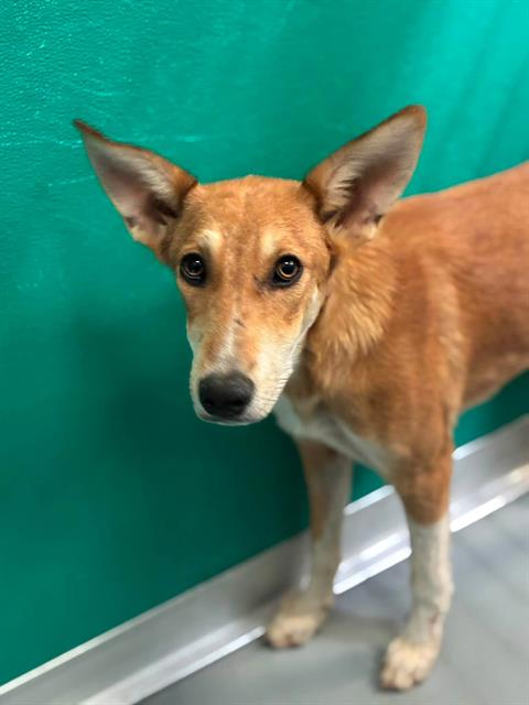 Adoptable Dog