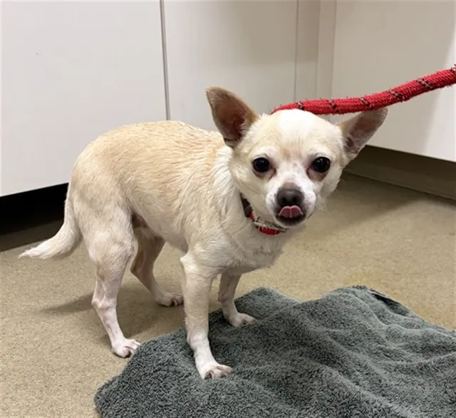 Adoptable Dog