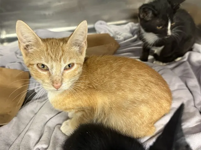 Adoptable Cat