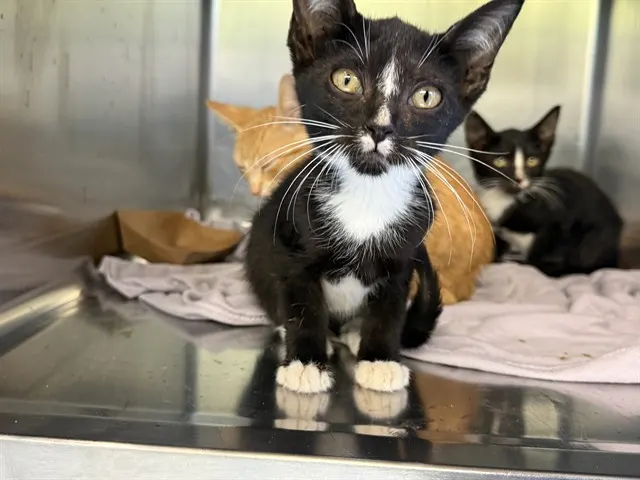 Adoptable Cat