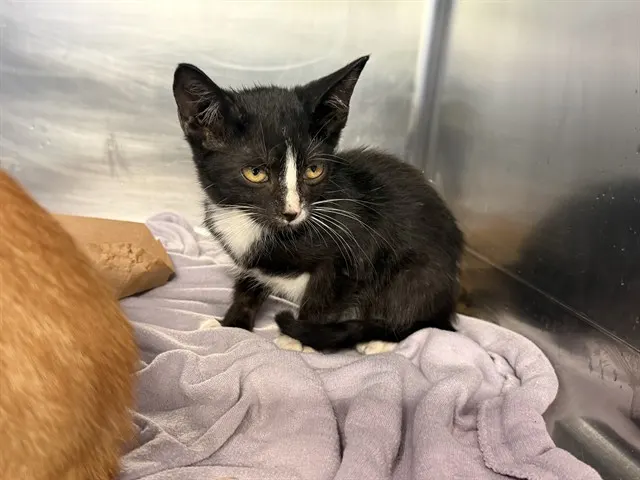 Adoptable Cat