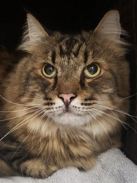 Sylvester