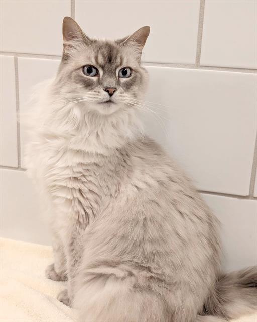 Sapphire (O'Lona