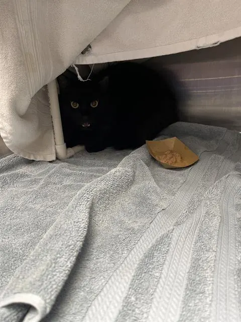 Mew Mew