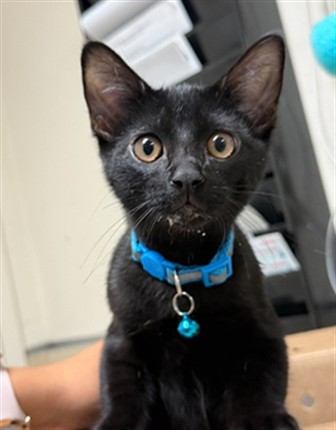 Kovu