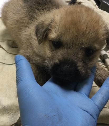 Adoptable Dog