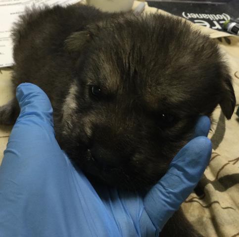 Adoptable Dog