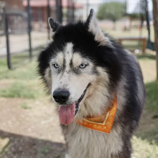 Kovu