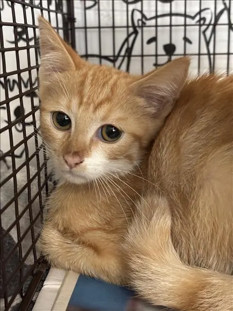 Adoptable Cat