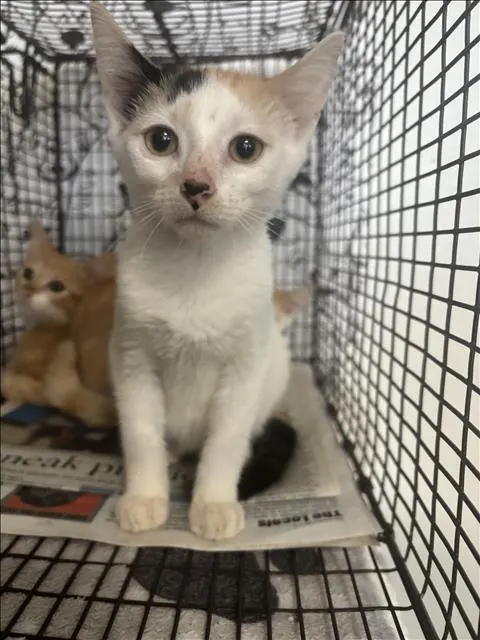 Adoptable Cat