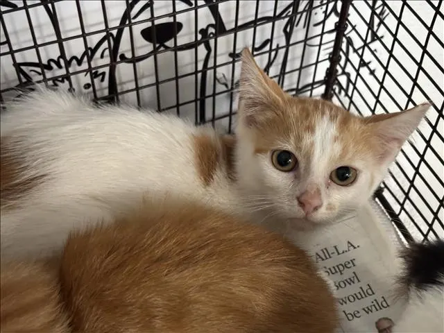 Adoptable Cat