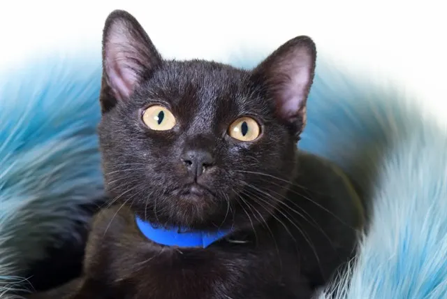 Nova
