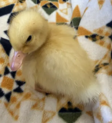 Adoptable Bird