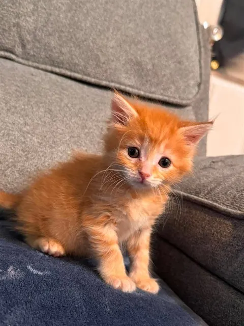 Adoptable Cat