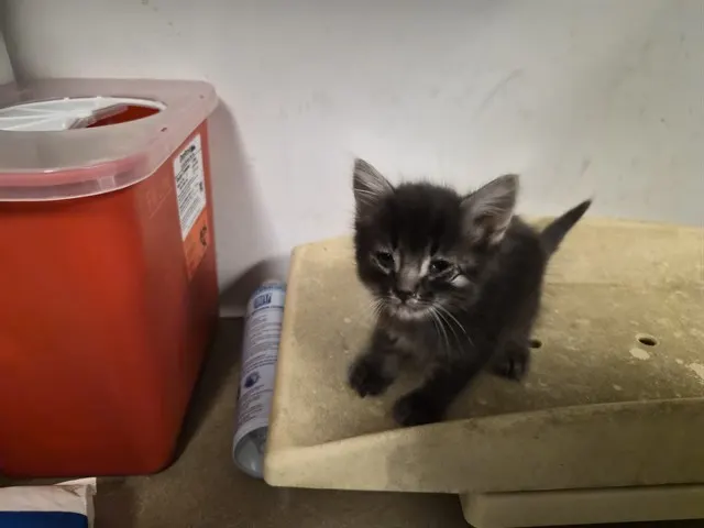 Adoptable Cat