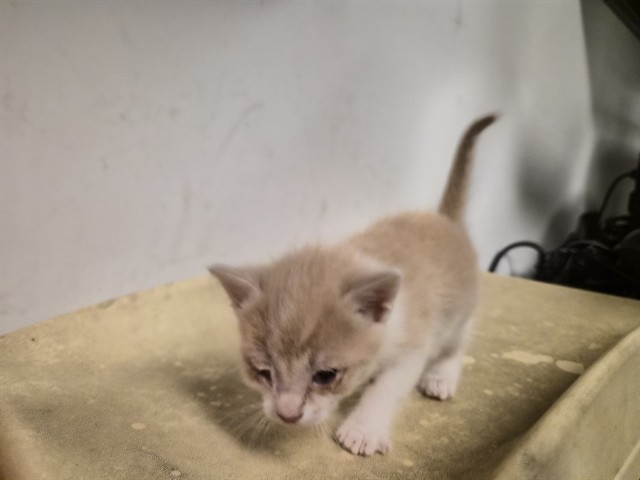 Adoptable Cat