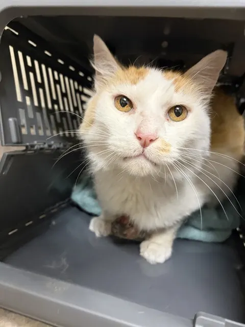 Adoptable Cat