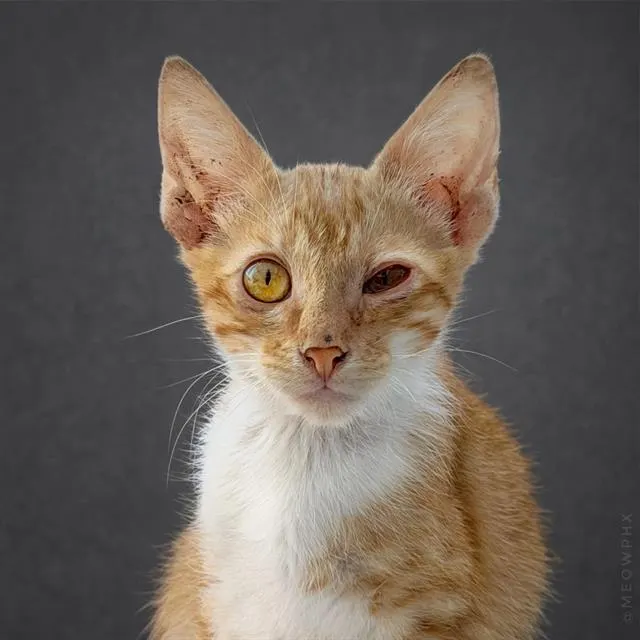 Adoptable Cat