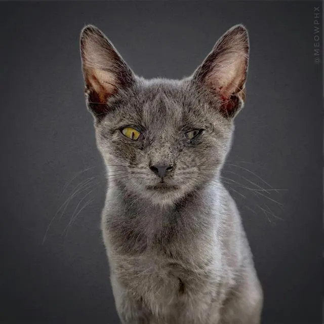Adoptable Cat