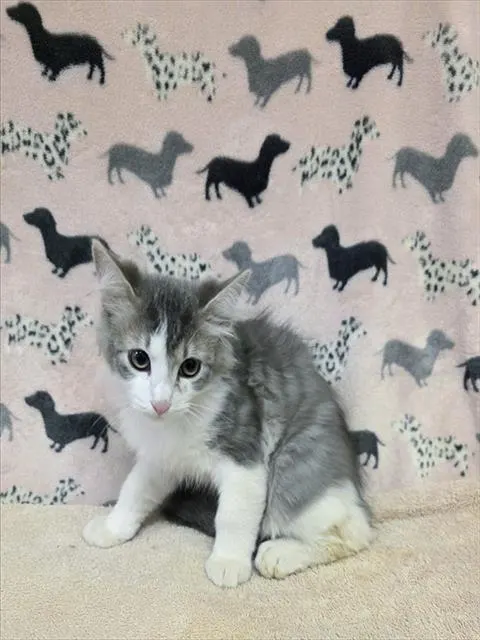Phineas