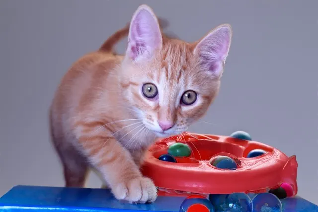 Opie