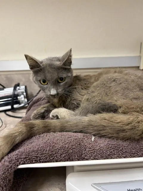 Adoptable Cat