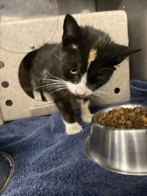 Adoptable Cat