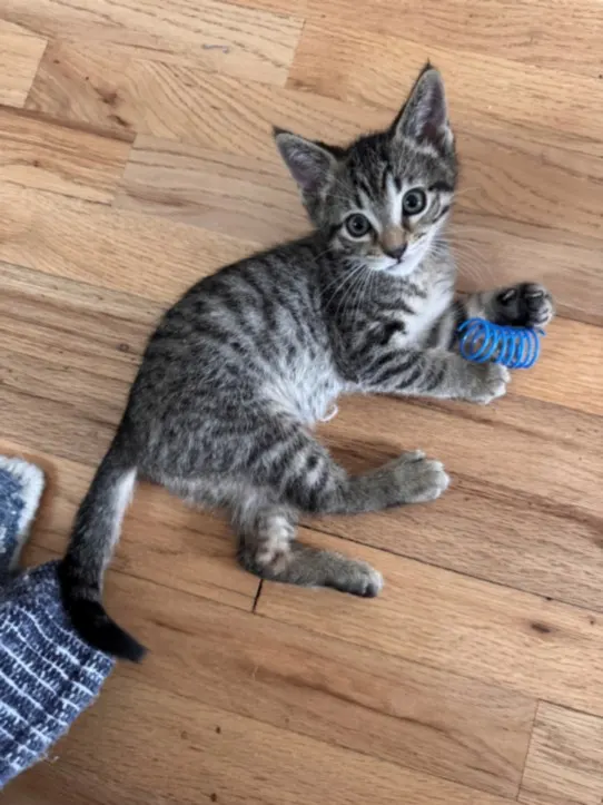 Peanut*