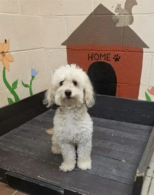 Leila