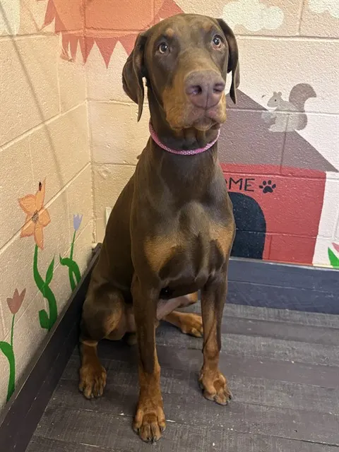 Enzo
