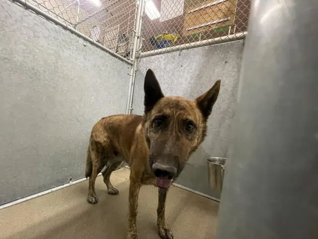 Adoptable Dog