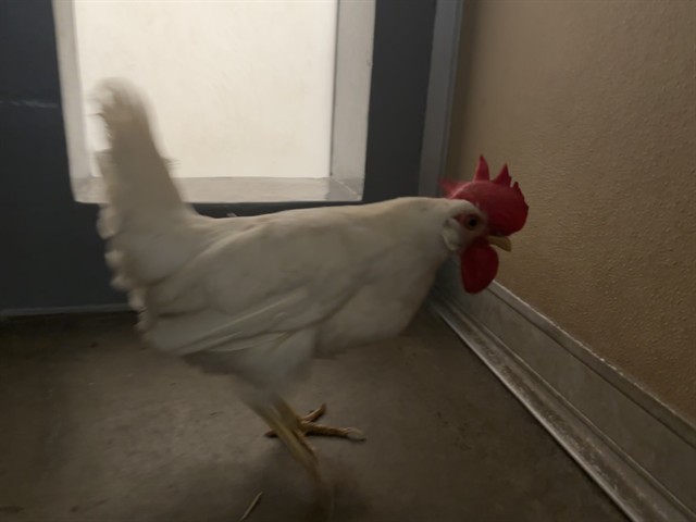 *Mrs. Cluck