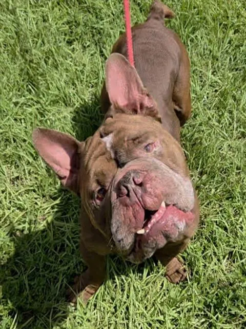 Big Boy