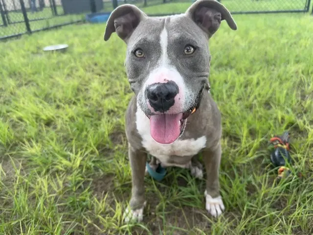 Meeka