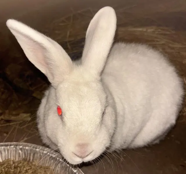 La Bun James