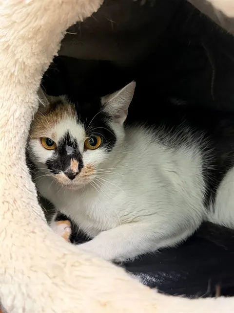 Echo
