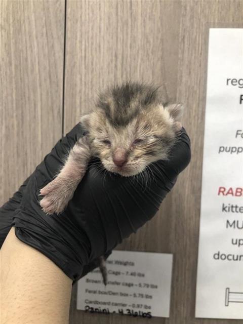 Adoptable Cat