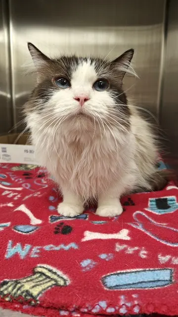 Fluffy