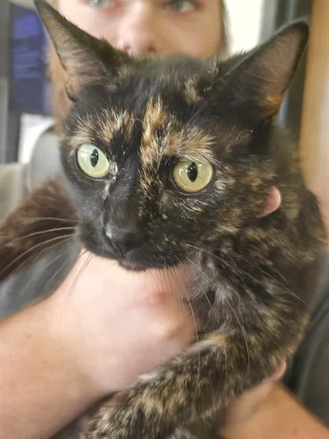 Hazel