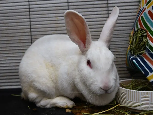 Gillian