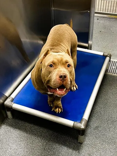 Canelo