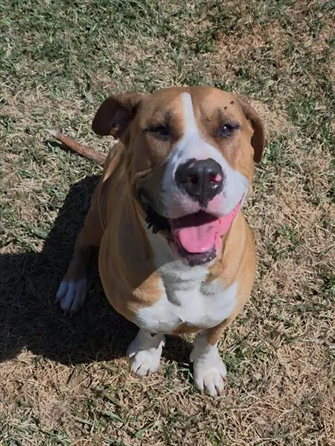 Biscuit