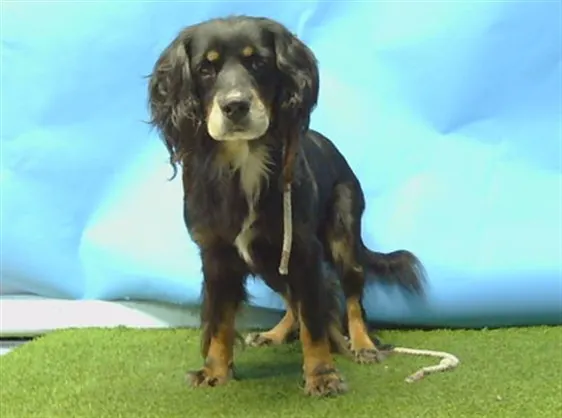 Adoptable Dog