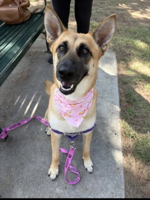 Nala