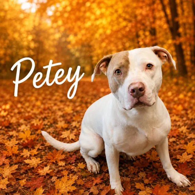 Petey