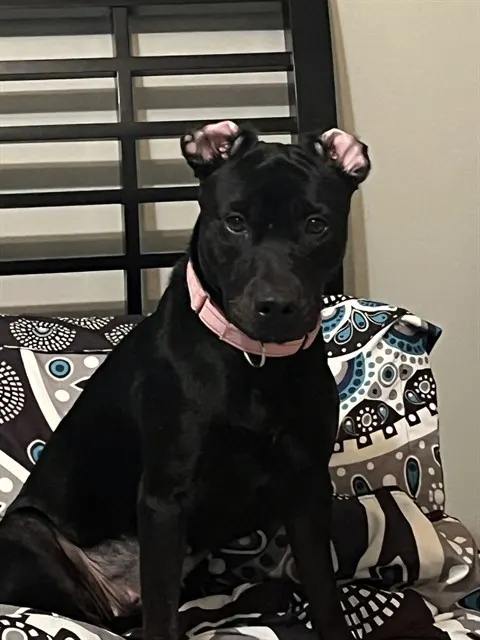 Koda